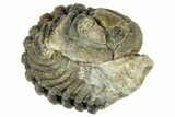Bargain, Wide Enrolled Morocops Trilobite - Morocco #323536-1